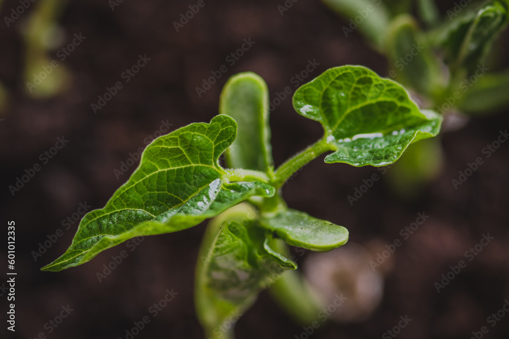 Small fresh green white beans seedlings just sprouted from seeds planted in fertile potting soil, close up Small fresh green white beans seedlings just sprouted from seeds planted in fertile potting soil, close up