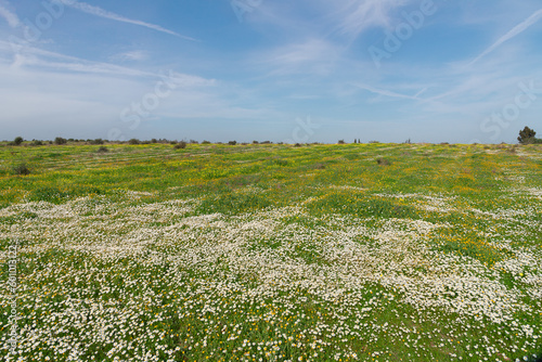 Flowery field of chamomile, aromatic and medicinal plant