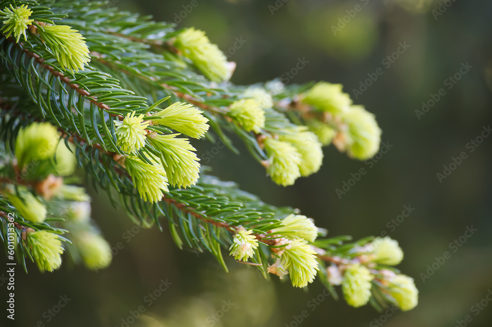 Fir tree branch with fresh young green shoots Fir tree branch with fresh young green shoots
