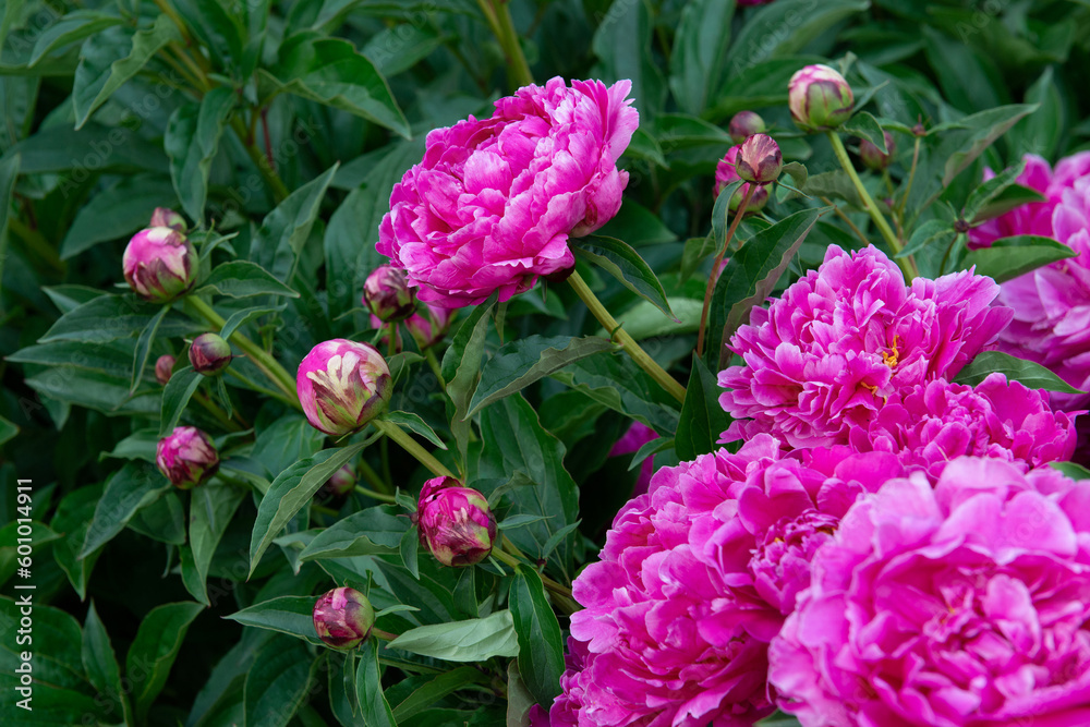 Peonies, bush blooming. Beautiful pink flowers, beauty in park at spring