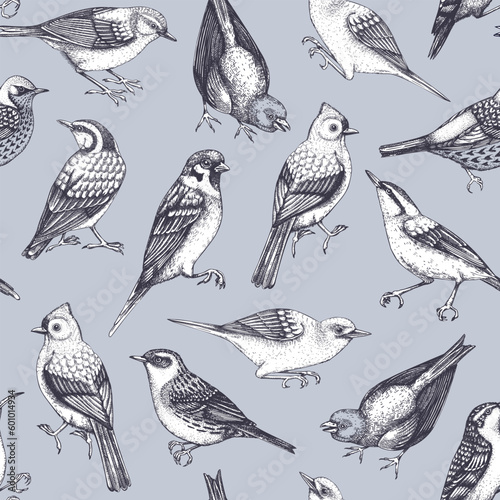 Hand drawn birds seamless pattern in engraved style. Backyard songbirds - eyebrowed thrush, titmouse, sparrow, great tit vector background. Detailed wildlife texture
