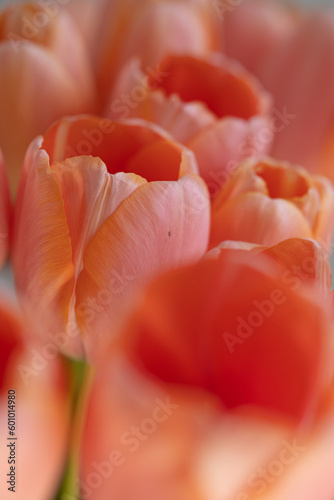 Macro close up of soft and delicate salmon  peach  apricot  coral tulips buds  background