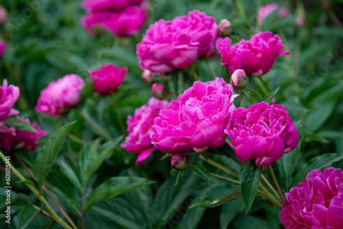 Peonies, bush blooming. Beautiful pink flowers, beauty in park at spring © Khorzhevska