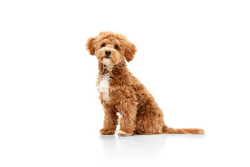 Portrait of little dog, Maltipoo breed with red fur looking at camera isolated over white studio background. Amusing fluffy friend