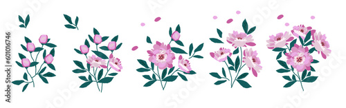 Hand drawn peonies bouquet set  isolated peonies on white background