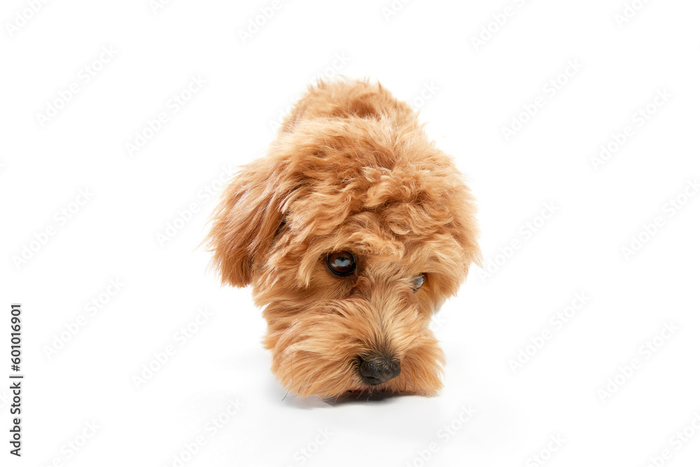 Shot of Maltipoo with big kind eyes and brown fur posing isolated over white studio background. Close up. Curly dog
