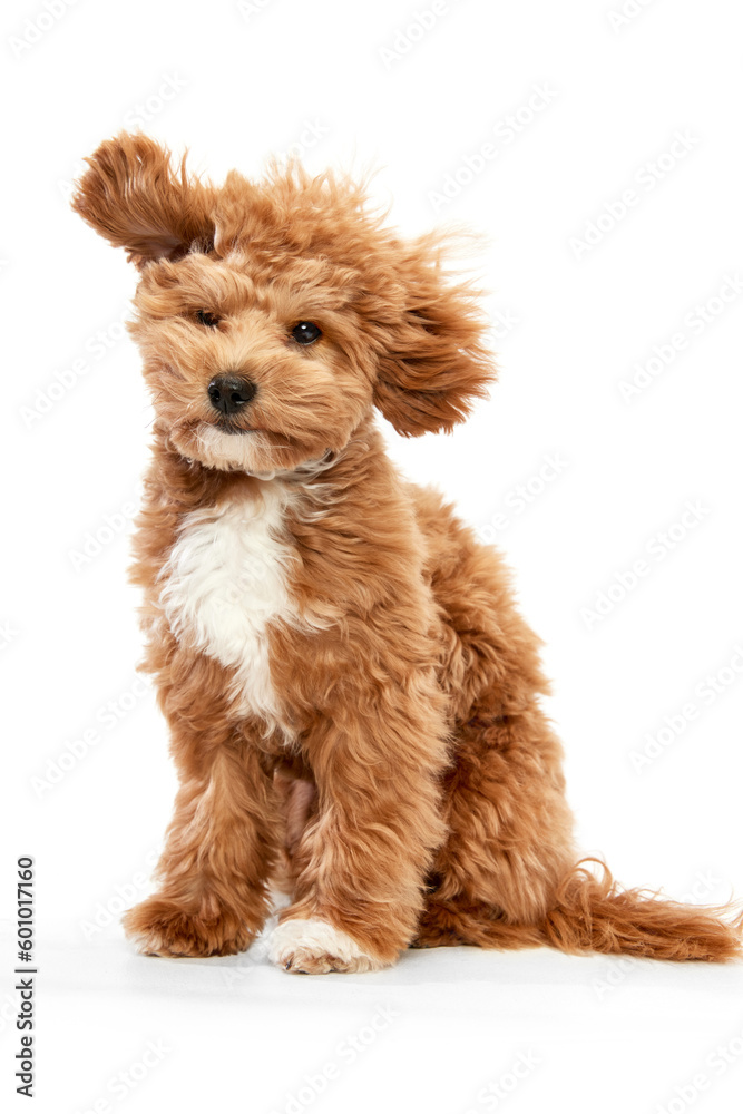 Portrait of cute, joyful animal Maltipoo breed with red fur and big eyes, pet posing isolated over white studio background. Flying doggy ears Portrait of cute, joyful animal Maltipoo breed with red fur and big eyes, pet posing isolated over white studio background. Flying doggy ears