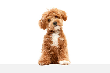 Shot of Maltipoo with big kind eyes and brown fur posing isolated over white studio background. Cute charming dog. Close up
