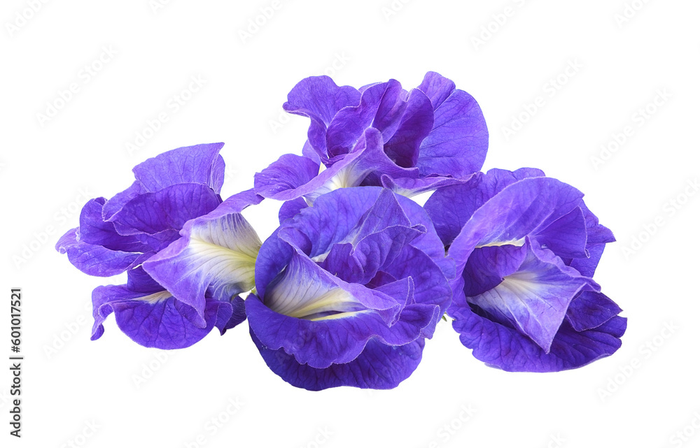 Asian pigeonwings flowe on transparent png Asian pigeonwings flowe on transparent png