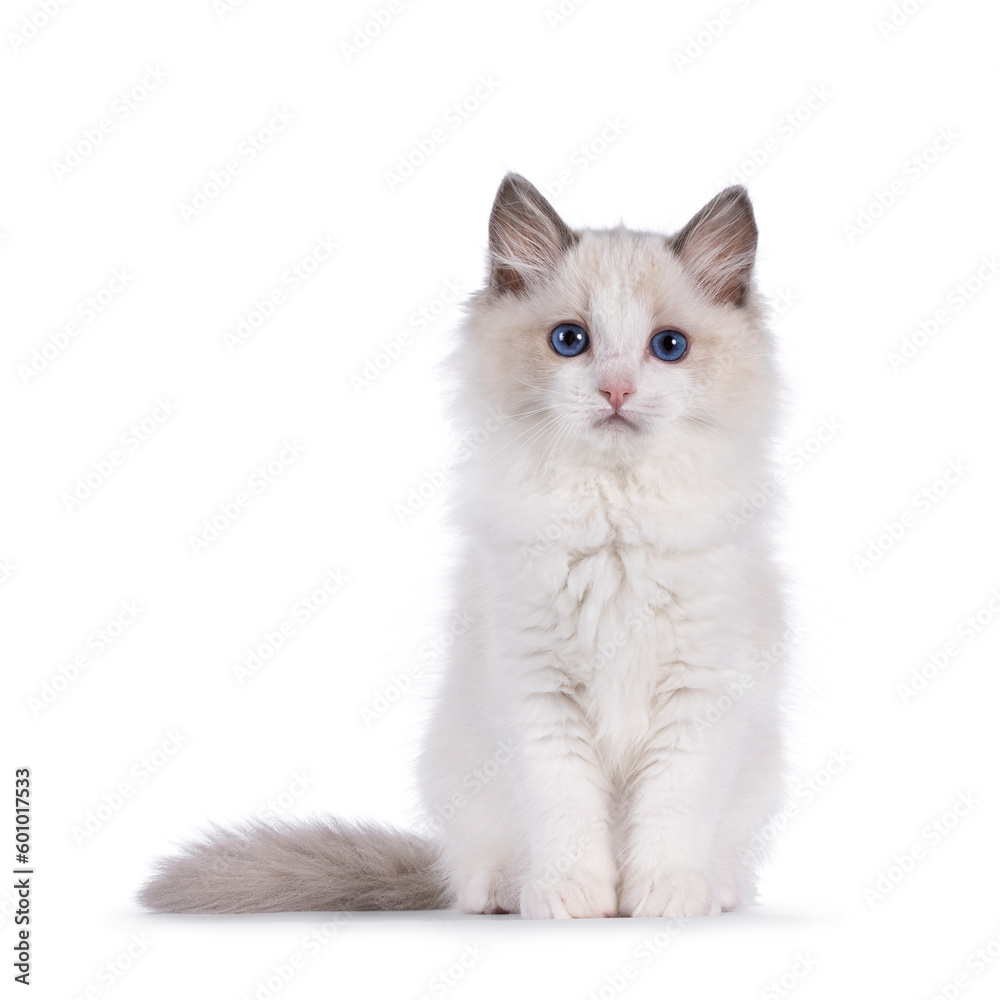 Fluffy bicolor Ragdoll cat kitten, sitting up facing front. Looking straight to camera with blue eyes. Isolated on a white background.