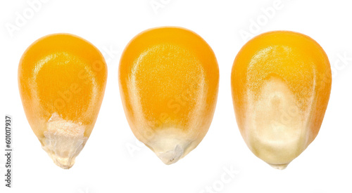 Set macro kernel corn isolated on white background, clipping path