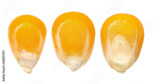 Set macro kernel corn isolated on white background, clipping path photo