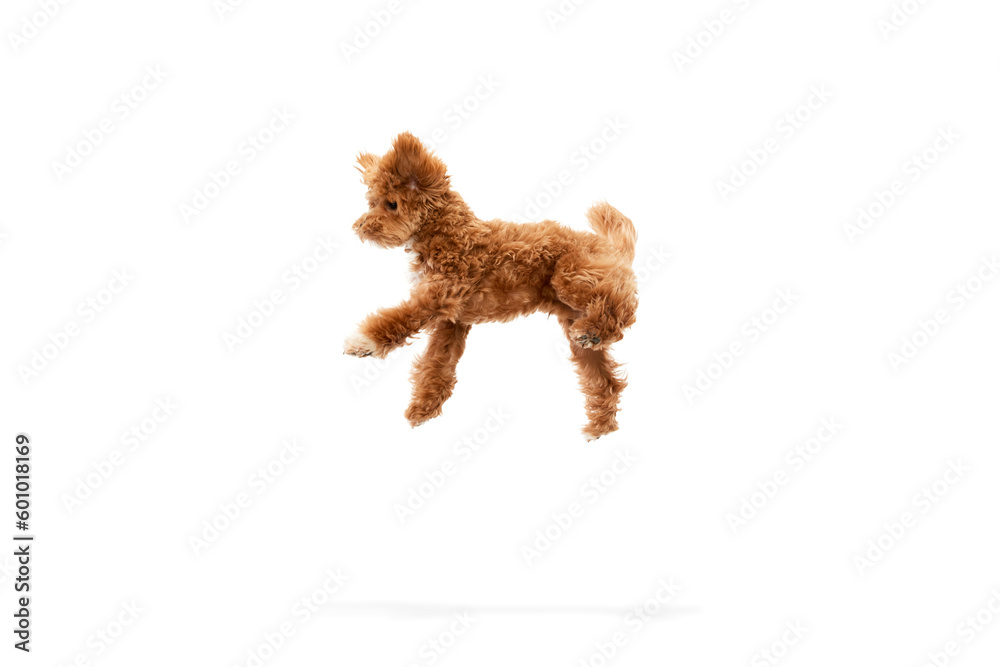Playful puppy, little Maltipoo dog running, playing isolated over white background. Concept of care, animal life, health, show, breed of dog
