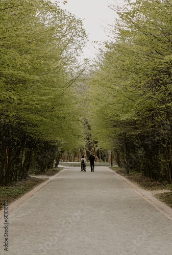 Wallpaper Mural Walk in the park Torontodigital.ca