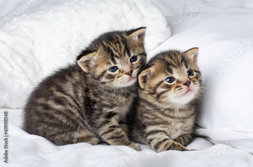 Little beautiful tabby kittens are sitting on white bed and look at the camera.Postcard concept,copy space.Two small striped kittens sit hugging each other on the bed at home in a white blanket, cute 