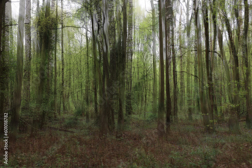 Trees in a forest abstract with motion blur