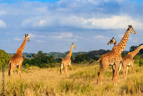 Group of giraffes walking in Ngorongoro Conservation Area in Tanzania. Wildlife of Africa