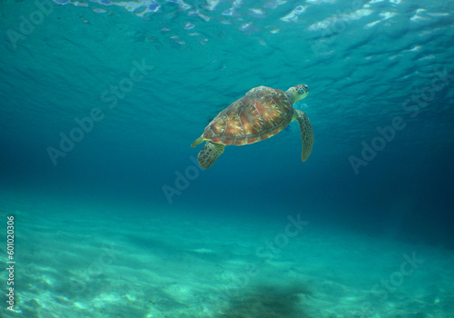 a beautiful sea turtle in its natural environment in the caribbean sea