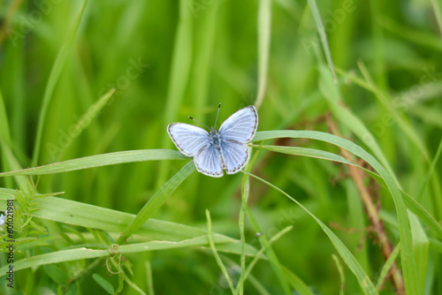 シジミチョウA bright blue butterfly flying through the grass photo