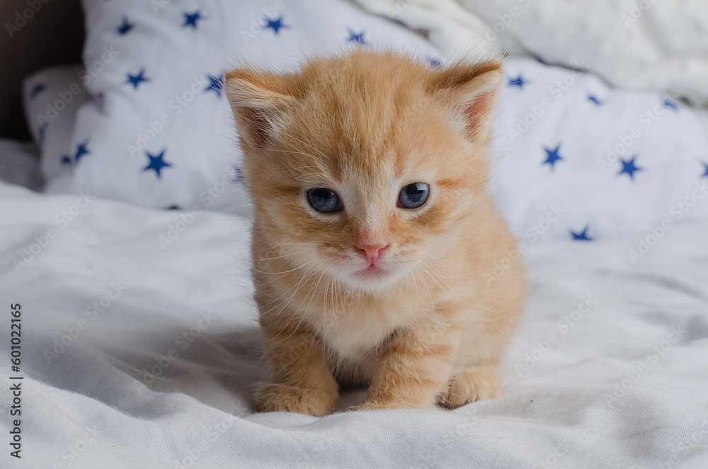 A beautiful little ginger kitten with blue eyes sits on a white blanket