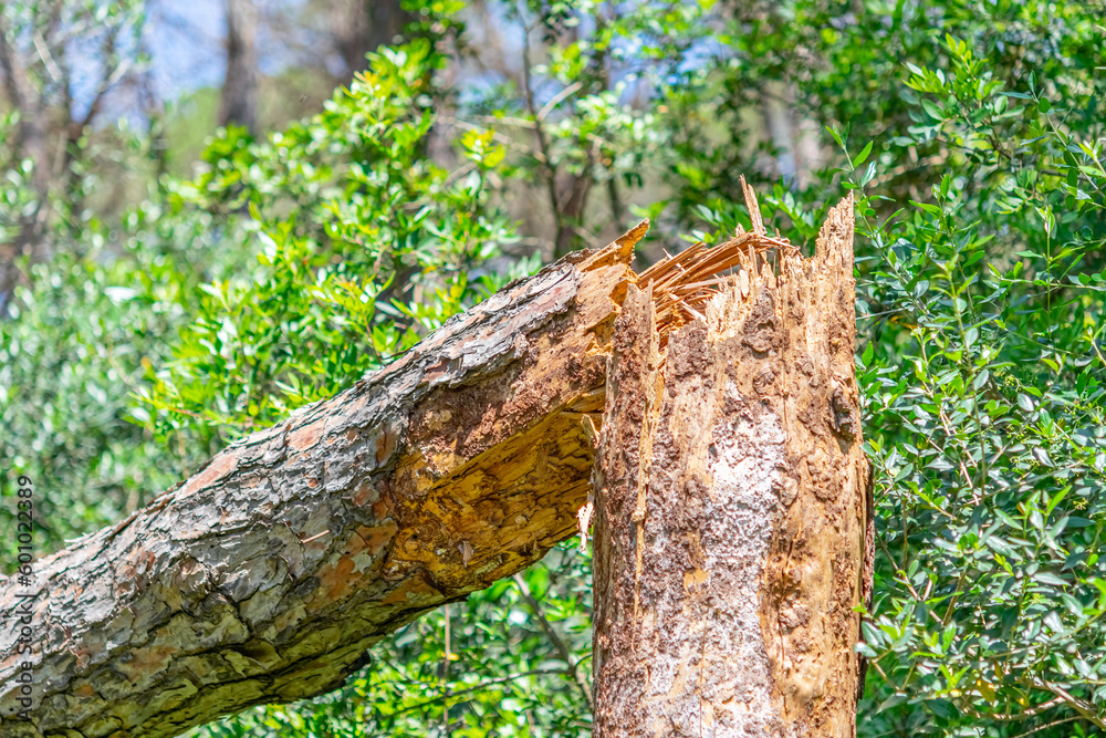 Obraz premium Broken tree trunk in a forest. Selective focusvon foureground with blurred green plants in background. Blue sky in a sunny day.