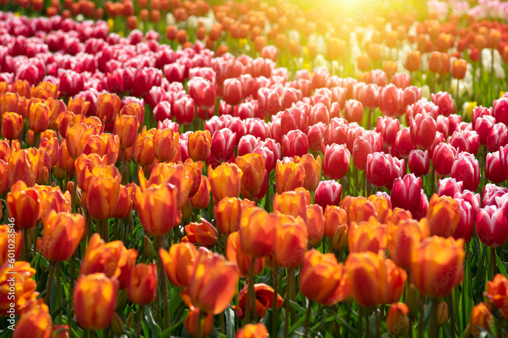  Colorful tulips on sunlight
