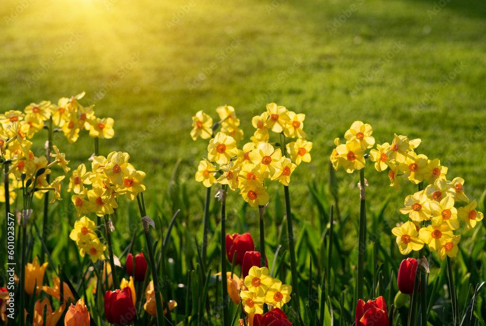 Beautiful and colorful tulips and yellow nacrissus Beautiful and colorful tulips and yellow nacrissus
