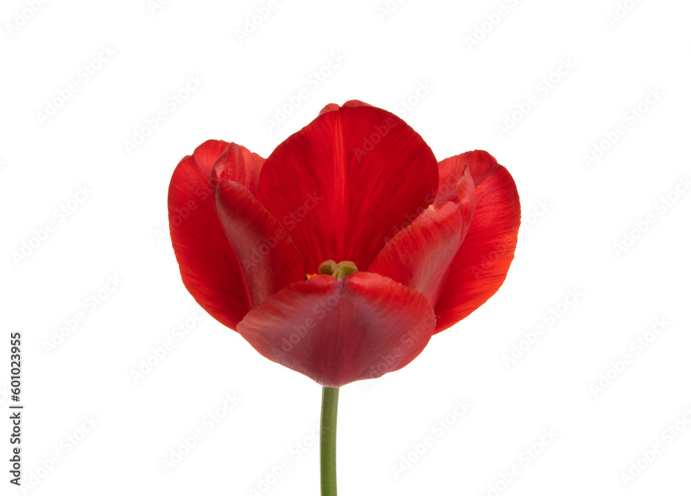 Tulip flower isolated on white Tulip flower isolated on white