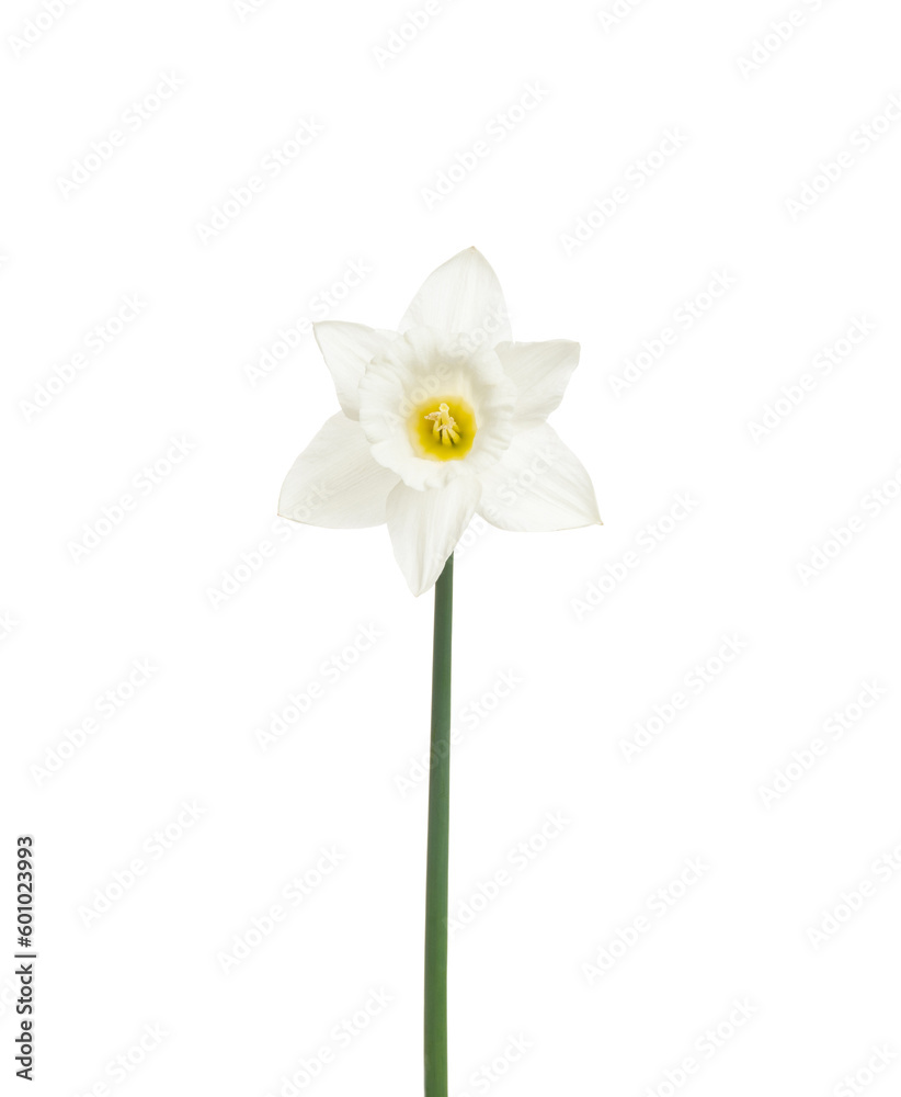 Narcissus flower isolated on white Narcissus flower isolated on white