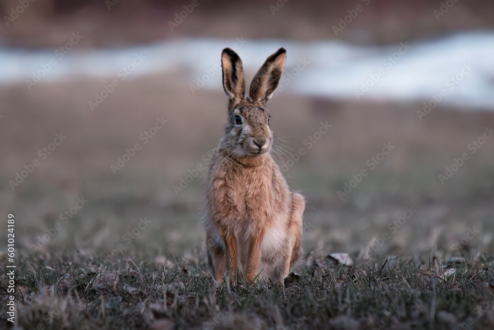 Fototapeta premium hare is sitting in a field in close-up