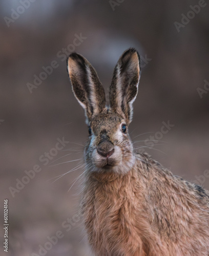 portrait of a hare with long ears