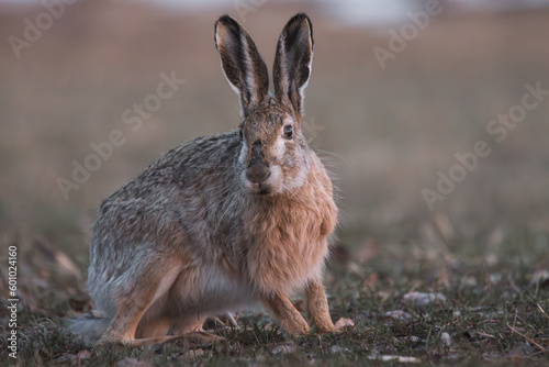 brown hare in a field with green grass