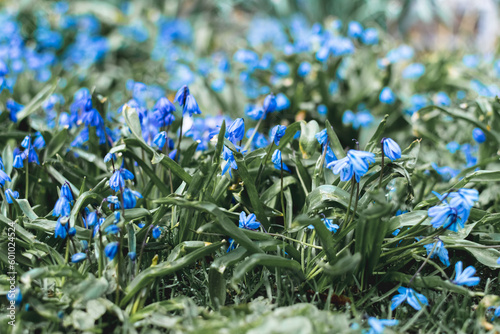 Wallpaper Mural beautiful blue flowers with white petals on a background of green grass Torontodigital.ca