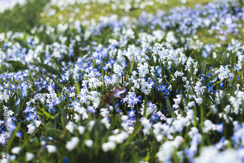 first spring blue and white flowers in the park