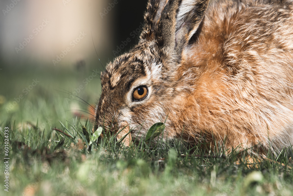 Fototapeta premium hare eats green grass close-up