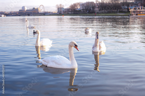 Family of white swans swimming in Vistula river in Krakow, Poland. Winter landscape with swims beauty Mute swan in cold water in town