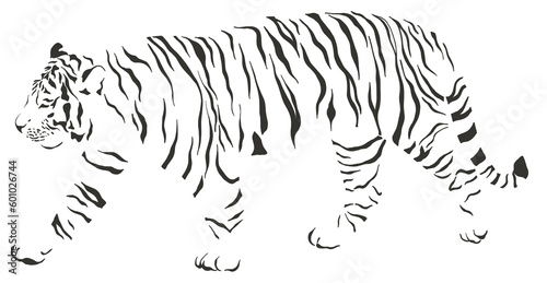 Photography tiger safari animal jungle park tropic Africa savanna graphic art line print cli