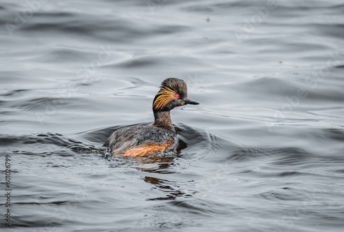 Black-necked grebe swims in the water. Close-up portrait eared grebe in the water. Plumage from black to blackish brown.