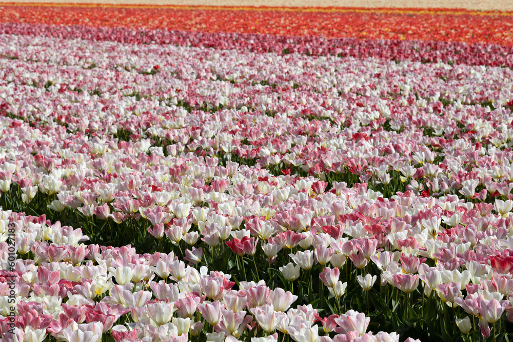 Bright field of pink, red and white tulips blooming in full swing in the North Holland, the Netherlands, sun lighted 