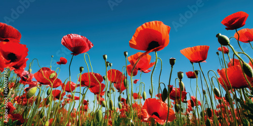 Amazing poppy field landsca...