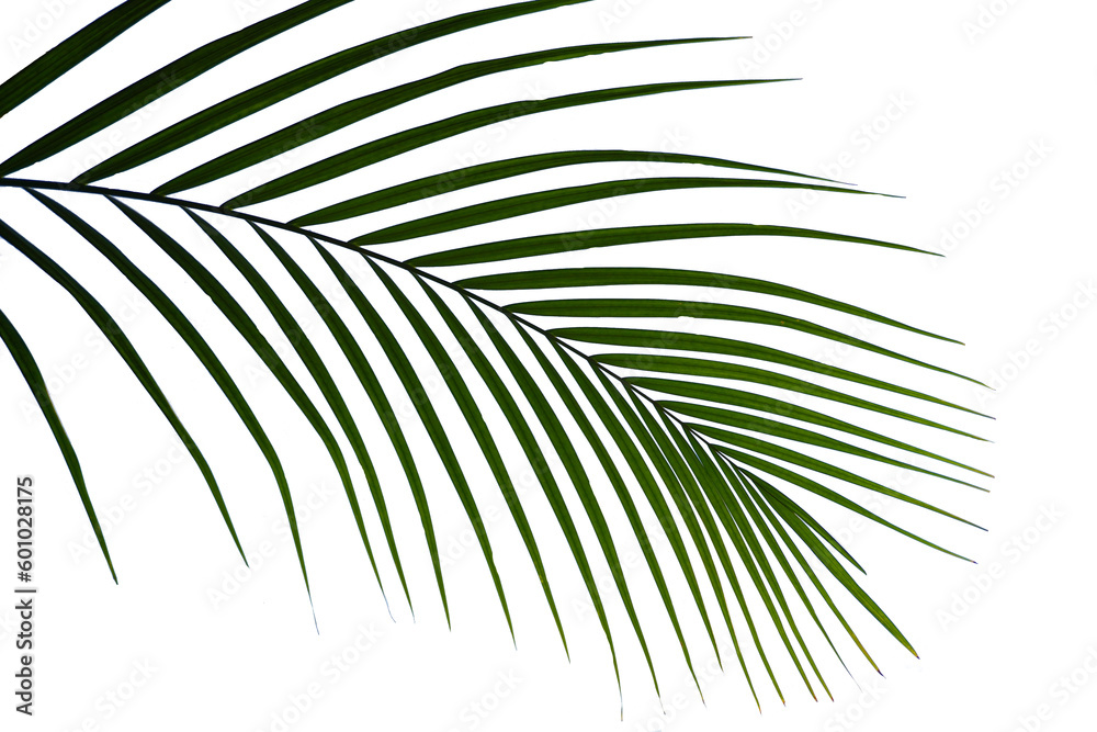 Liść palmy- Areca - obrazy, fototapety, plakaty 