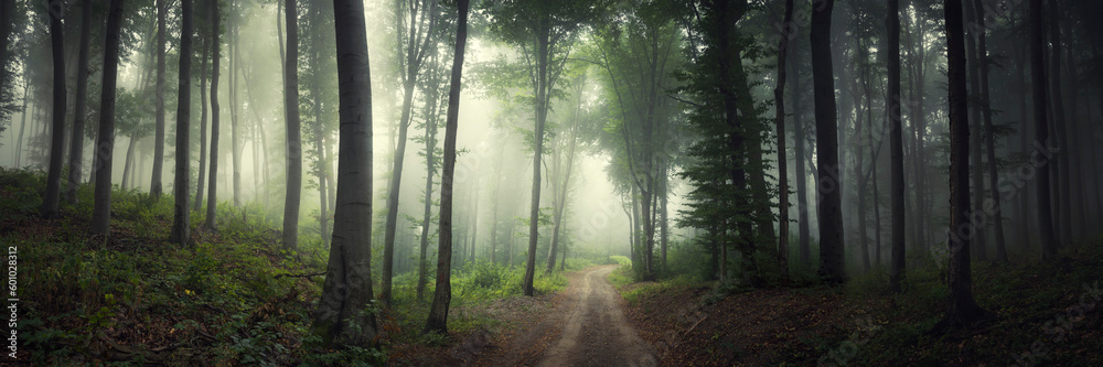 dark fantasy forest road panorama dark fantasy forest road panorama