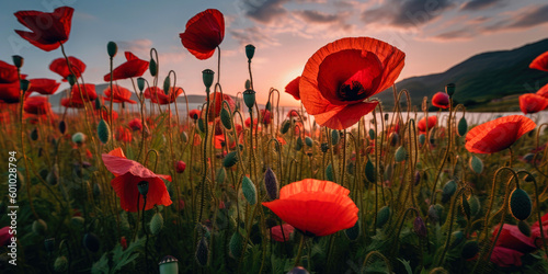 Amazing poppy field landsca...