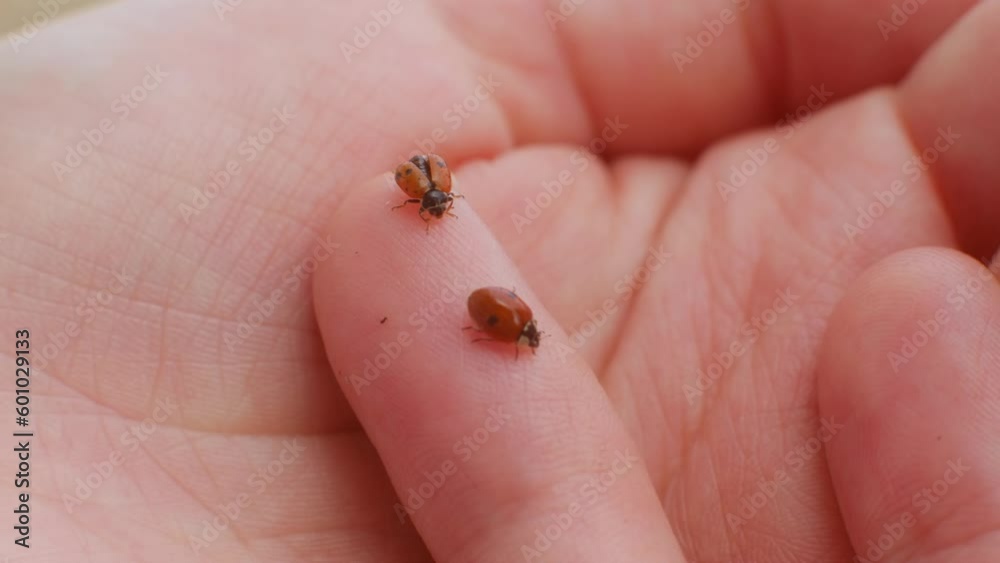 Ladybugs clean their wings on the breeder's hand. To breed insects. Close up. Ladybugs clean their wings on the breeder's hand. To breed insects. Close up.