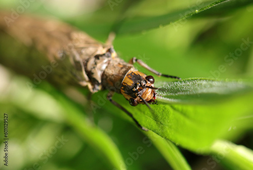 Japanese large dobson fly (Yamatokurosujihebitombo, Parachauliodes japonicus) holding on to a grass stalk (Close up macro photograph on a sunny outdoor) photo