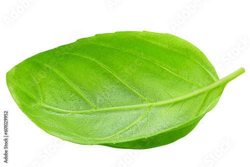 basil, isolated on white background, full depth of field