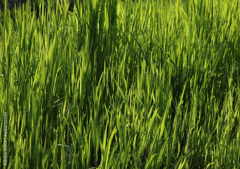 growing fresh,green grass on ,meadow at spring growing fresh,green grass on ,meadow at spring