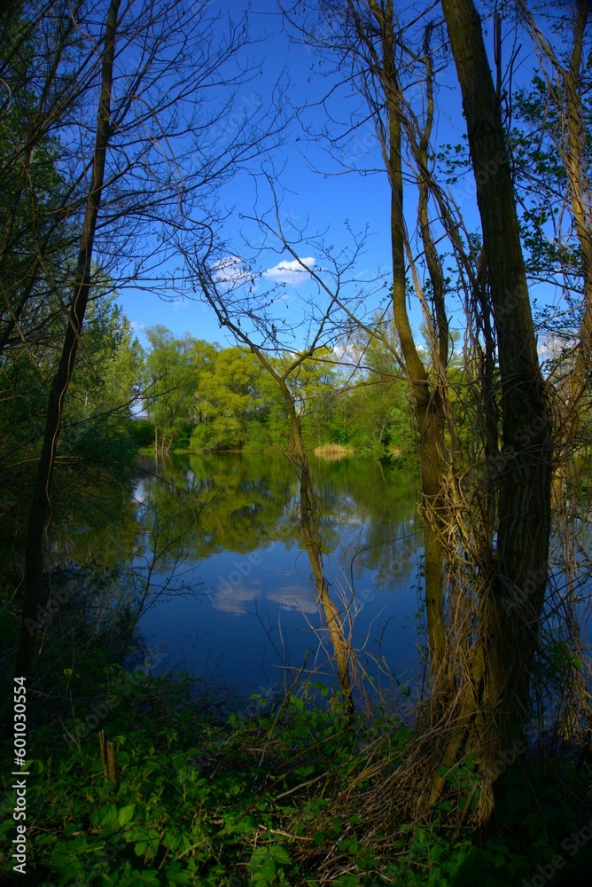 Obraz premium Forest lake with reflections