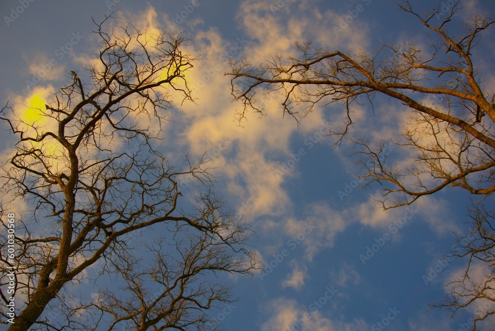 Blue sky with yellow clouds and some branches Blue sky with yellow clouds and some branches