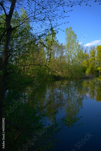 Fototapeta Naklejka Na Ścianę i Meble -  Trees by the lake